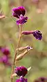 Plant of Cuphea lanceolata