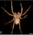 Second instar of C. salei (scale bar = 500 μm)