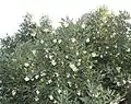 The distinctive white berries