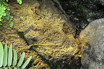 Showing spores