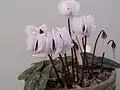 Cyclamen coum subsp. coum f. albissimum 'Lake Effect' (white flowers with no dark markings)