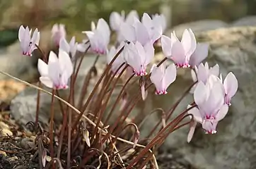 C.&nbsp;africanum
