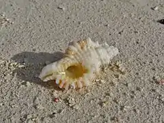 Monoplex aquatilis