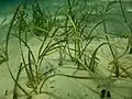 "Cymodocea nodosa and habitat"