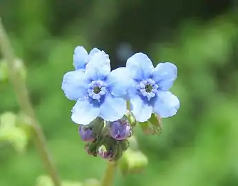 Flower detail
