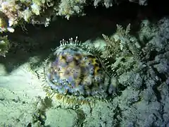 Cypraea tigris