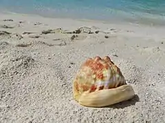 Cypraecassis rufa