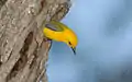 In a cavity nest