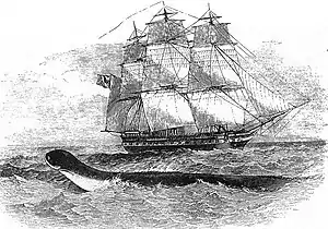 The sea serpent spotted by the crew of HMS Daedalus in 1848