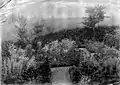 A part of the Dalmore Gardens