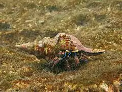 Dardanus lagopodes