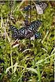 Dark blue tiger butterflies, BRT WLS Chamarajanagar