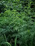 "foliage"