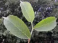Leaves in midsummer