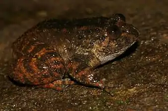 Lateral view