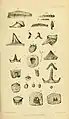 Yoredale Fossil Fishes Plate Davis 1884