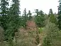 Douglas Firs and other mature conifers.