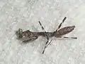 Dead 1st instar Deroplatys lobata nymph