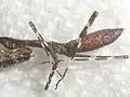 Dead 1st instar Deroplatys lobata nymph