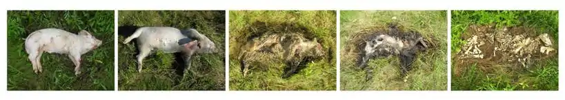Image 32Sequence of a decomposing pig carcass over time (from Ecosystem)