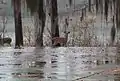 White-tailed deer in the park