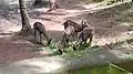 Deers in Thiruvananthapuram zoo