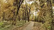Cottonwood trees in fall colors along the river walk.
