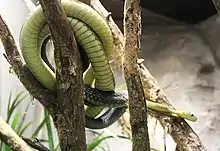 green snake on a tree from below