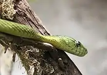 green snake closeup