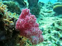Dendronephthya sp.