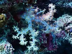 Dendronephthya sp.