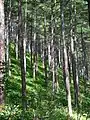 A Forest of Mount Denjō (08/2008)