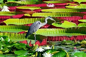 a bird with large water lilies