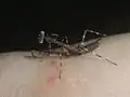1st instar Deroplatys lobata nymph on a bedbug bitten hand