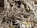 1st instar Deroplatys lobata nymphs, one on the right is hiding