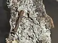 2nd instar Deroplatys lobata nymph hiding
