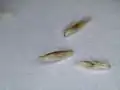 Seed