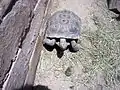 Desert tortoise