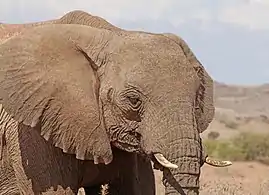 female head