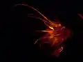 More Fluorescence