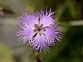 Dianthus monspessulanus