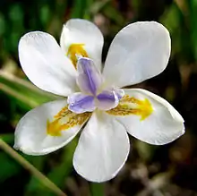 Dietes iridioides