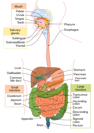 Digestive system