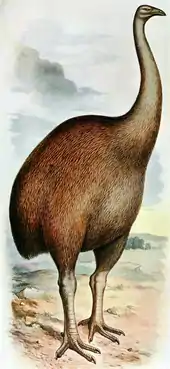 the Giant moa (Dinornis) were the largest new zealander bird ever weighing up to 250&nbsp;kg (550&nbsp;lb).