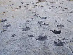 Dinosaur tracks.