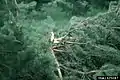 Damage