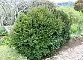 Diospyros can be pruned into a small bush.