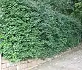 Diospyros whyteana used for hedging in South Africa.