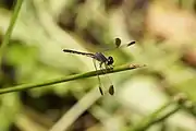 Male
