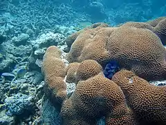 Diploastrea heliopora
